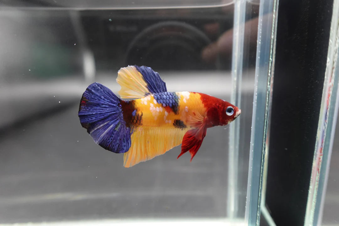 Competition grade - Multicolor Betta Fish (MALE)