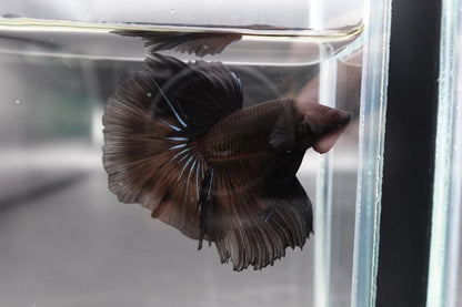 Competition grade - Super Black Halfmoon Betta Fish (MALE)