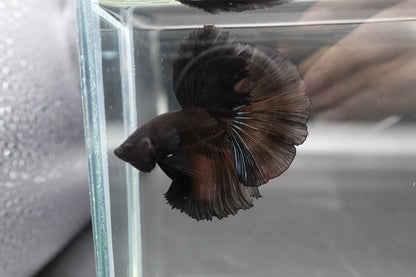 Competition grade - Super Black Halfmoon Betta Fish (MALE)