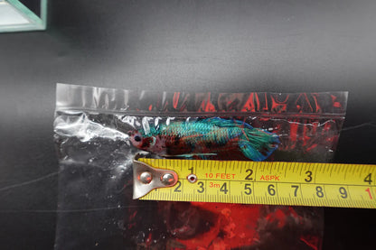Rare Giant Multicolors Betta Fish (Male)