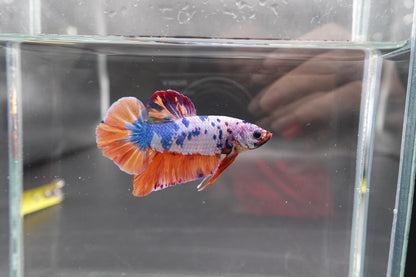 Rare Giant Multicolors Betta Fish (Male)