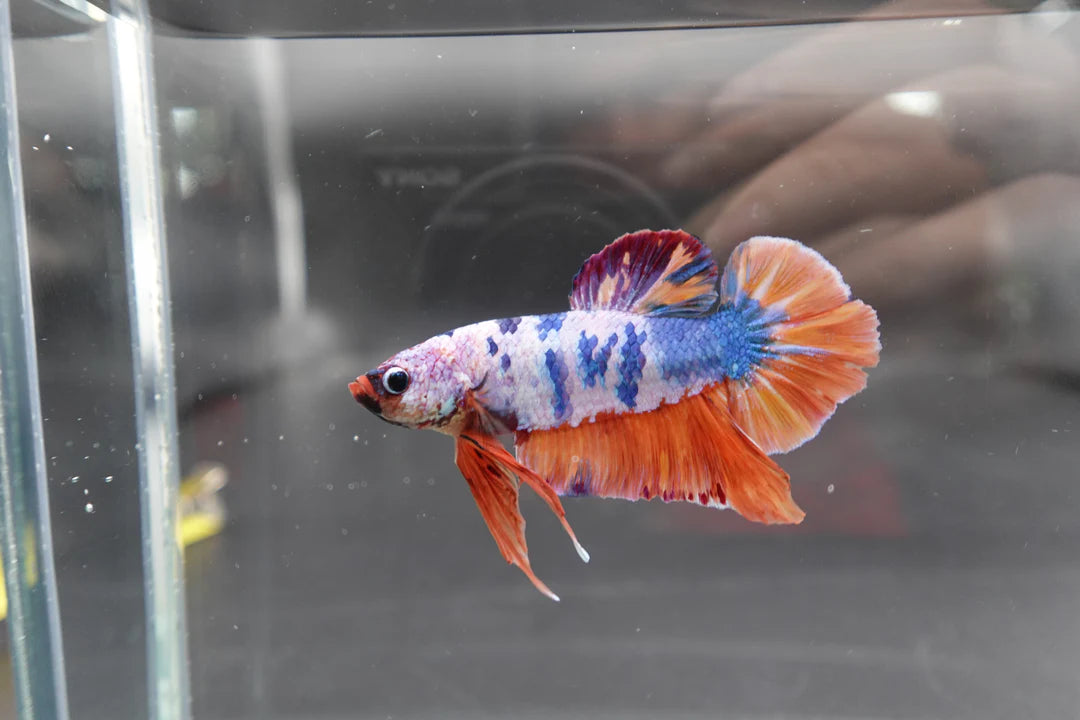 Rare Giant Multicolors Betta Fish (Male)