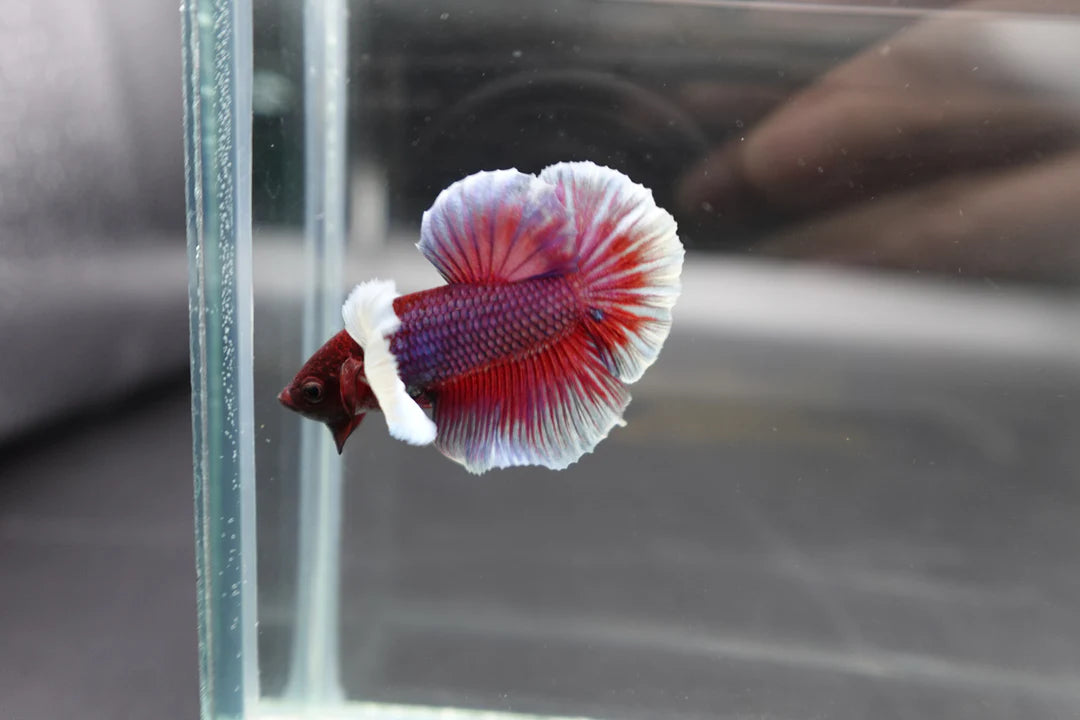 Rare Dumbo Crimson Red Betta Fish (Male)