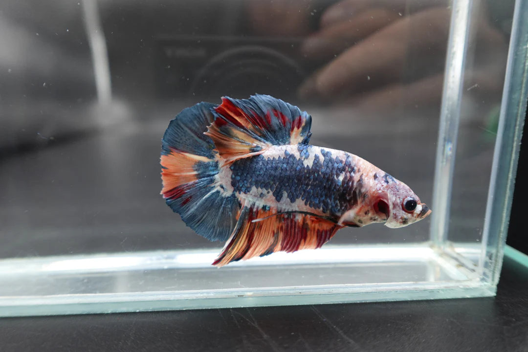 Rare Giant Multicolors Betta Fish (Male)