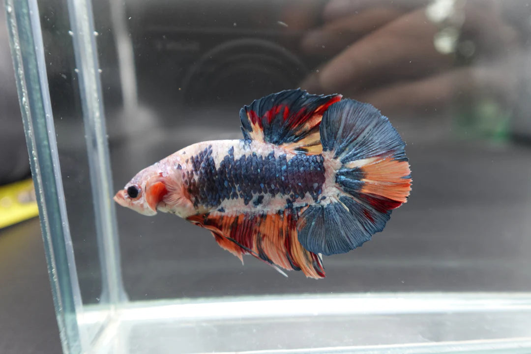 Rare Giant Multicolors Betta Fish (Male)