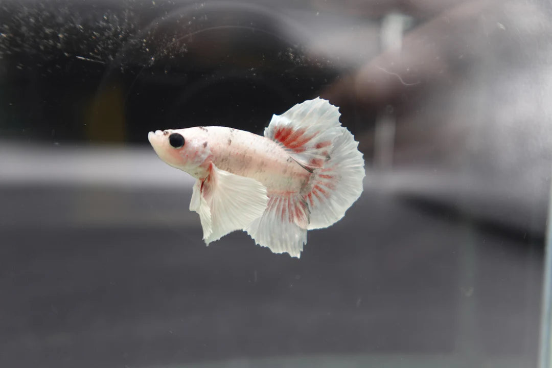 Rare Dumbo Smokey Red Betta Fish (Male)