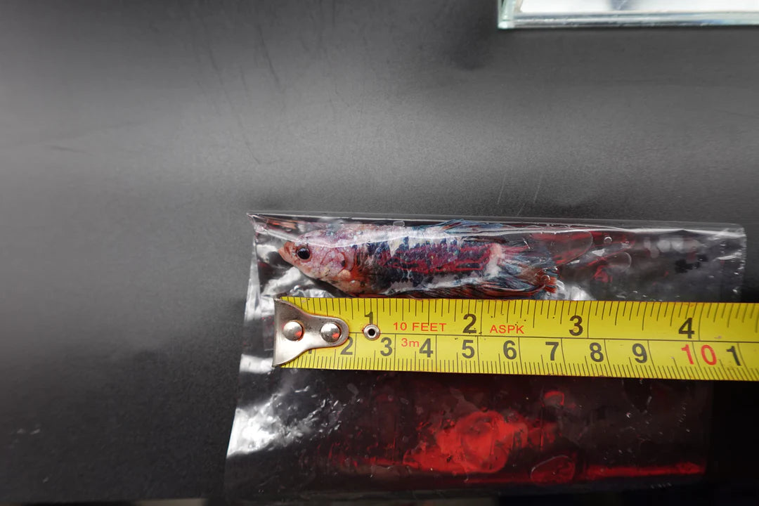 Rare Giant Multicolors Betta Fish (Male)