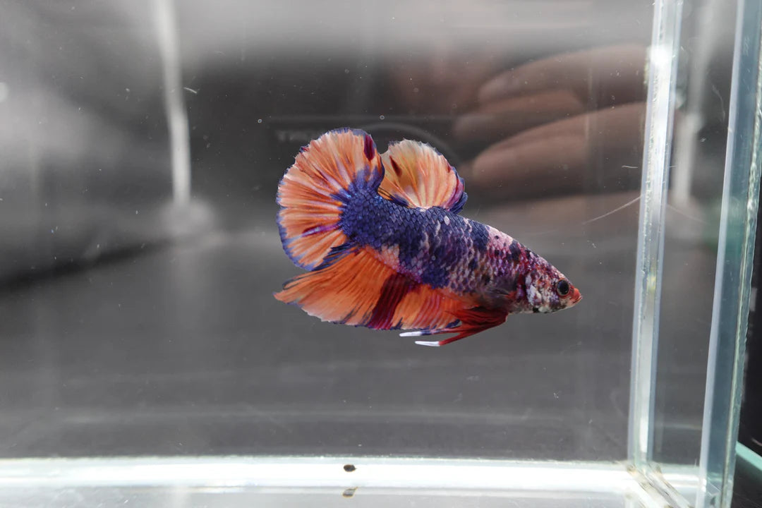 Rare Giant Multicolors Betta Fish (Male)