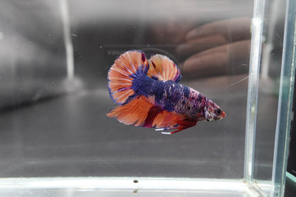 Rare Giant Multicolors Betta Fish (Male)