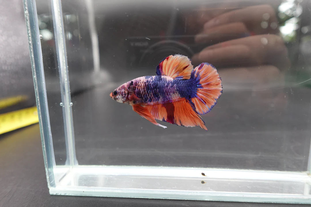 Rare Giant Multicolors Betta Fish (Male)
