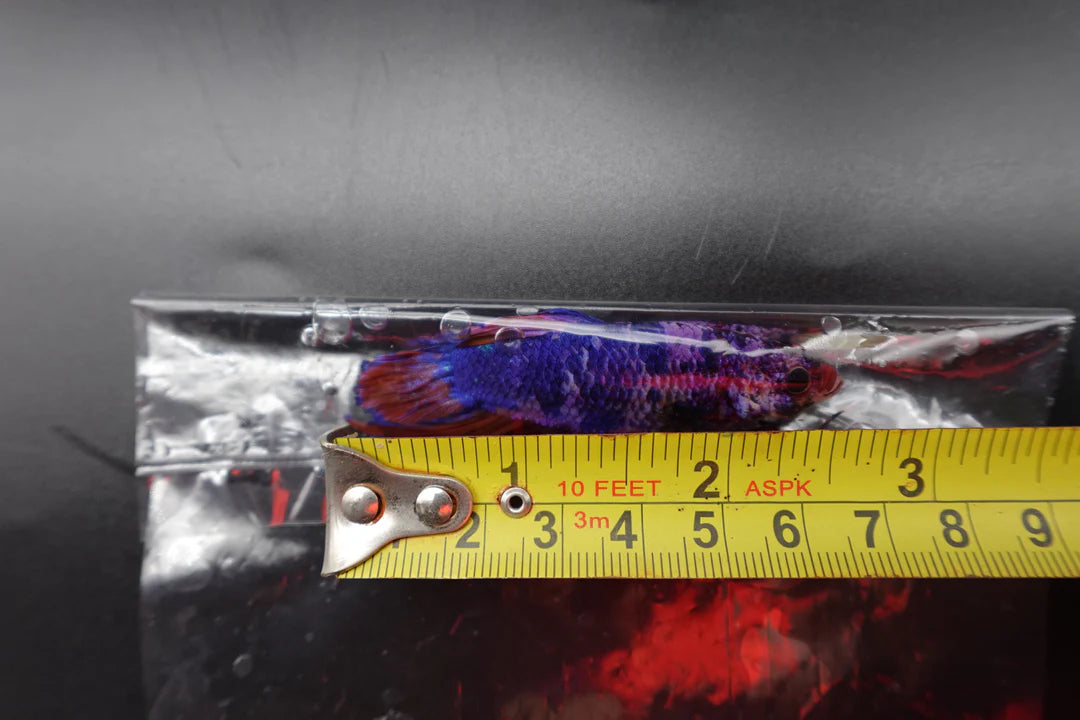 Rare Giant Multicolors Betta Fish (Male)