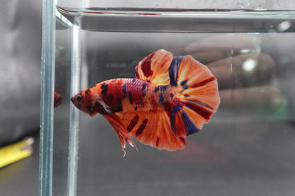 Rare Giant Multicolors Betta Fish (Male)