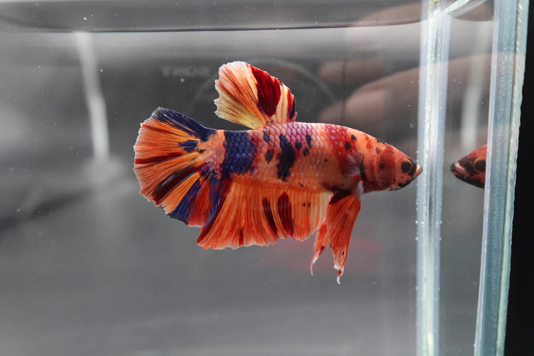 Rare Giant Multicolors Betta Fish (Male)