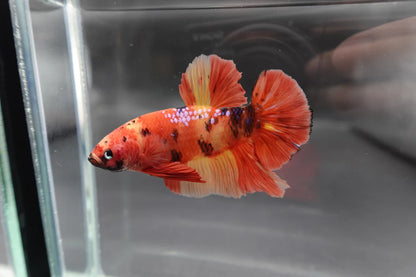 Rare Giant Multicolors Betta Fish (Male)