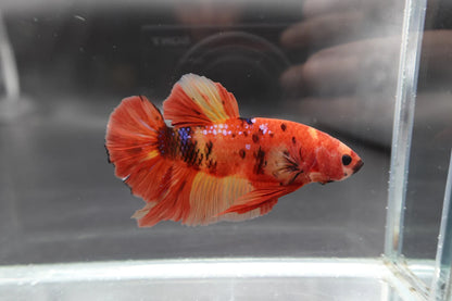 Rare Giant Multicolors Betta Fish (Male)