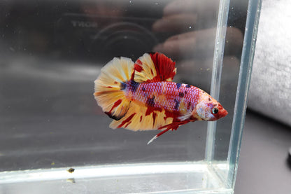 Rare Giant Multicolors Betta Fish (Male)