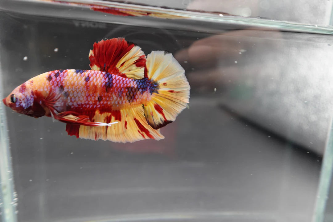 Rare Giant Multicolors Betta Fish (Male)