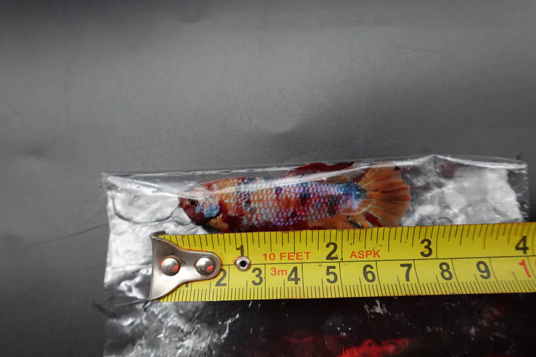 Rare Giant Multicolors Betta Fish (Male)