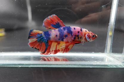Rare Giant Multicolors Betta Fish (Male)