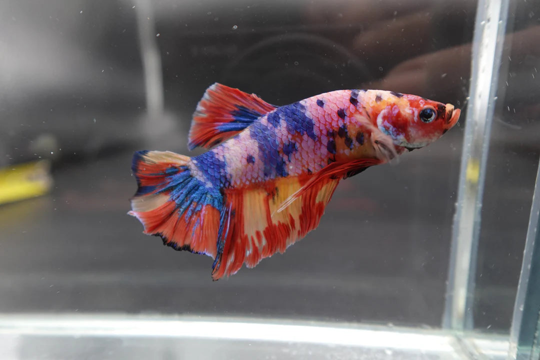 Rare Giant Multicolors Betta Fish (Male)