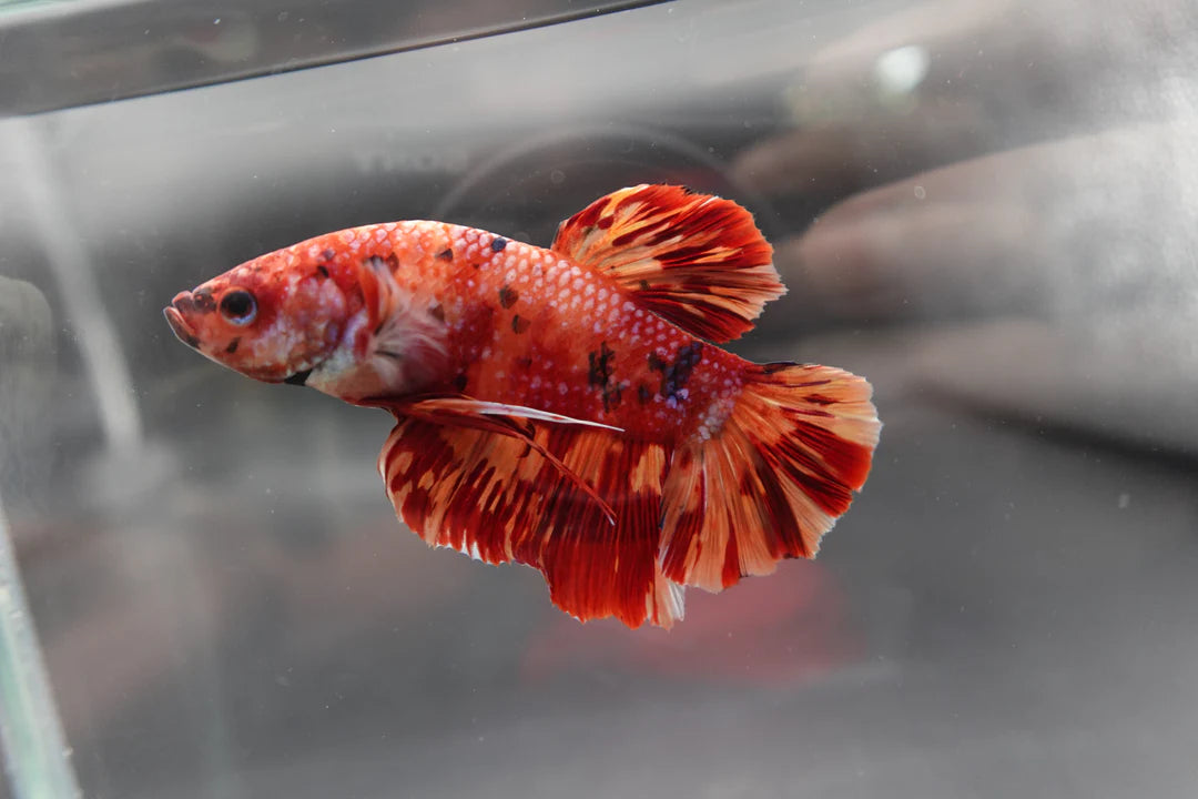 Rare Giant Multicolors Betta Fish (Male)