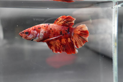 Rare Giant Multicolors Betta Fish (Male)