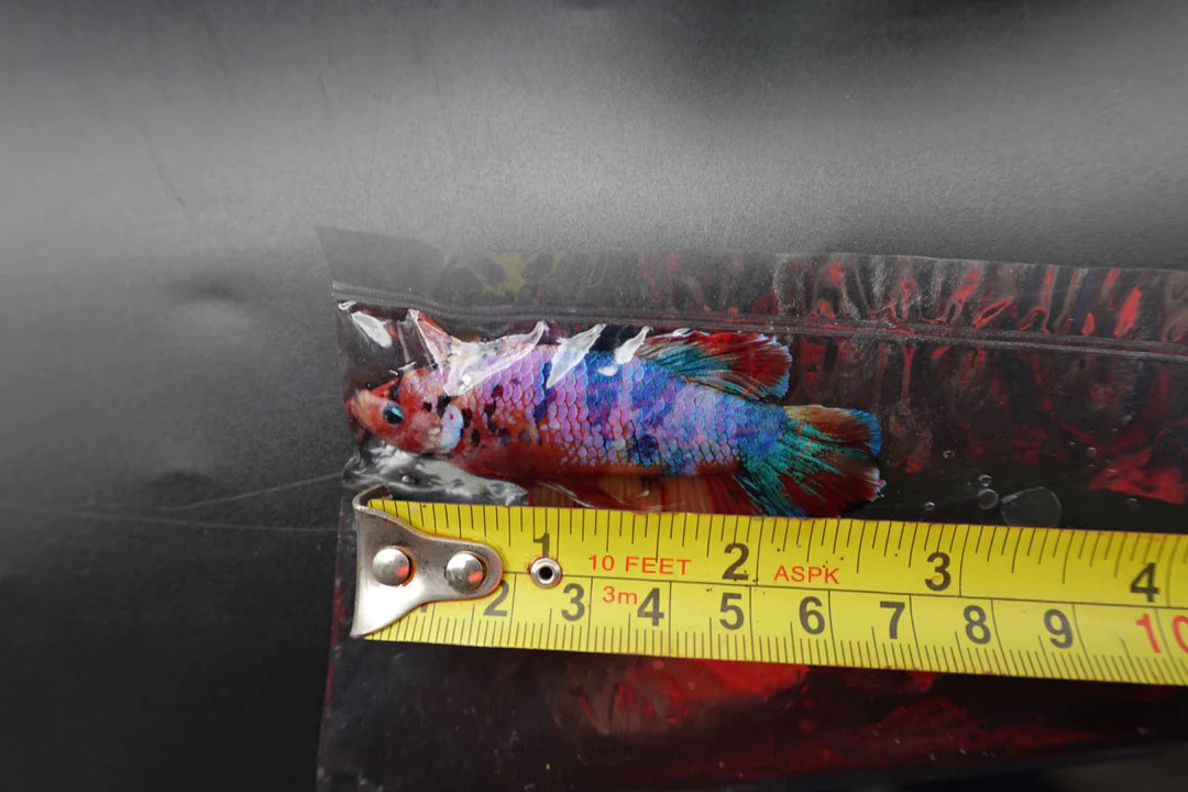 Rare Giant Multicolors Betta Fish (Male)