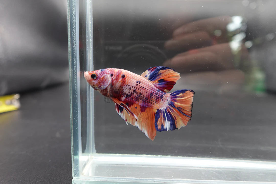 Rare Giant Multicolors Betta Fish (Male)