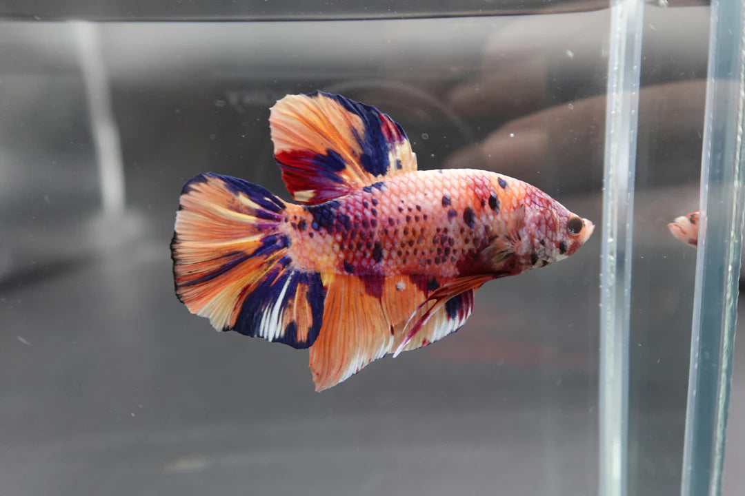 Rare Giant Multicolors Betta Fish (Male)