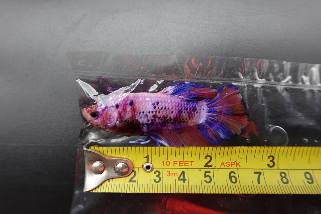 Rare Giant Multicolors Betta Fish (Male)