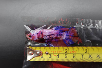 Rare Giant Multicolors Betta Fish (Male)