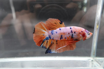 Rare Giant Multicolors Betta Fish (Male)