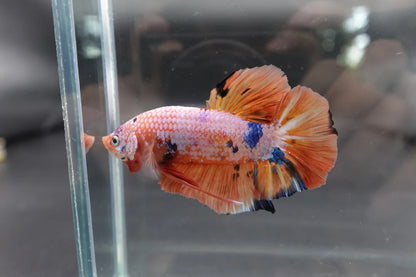 Rare Giant Multicolors Betta Fish (Male)