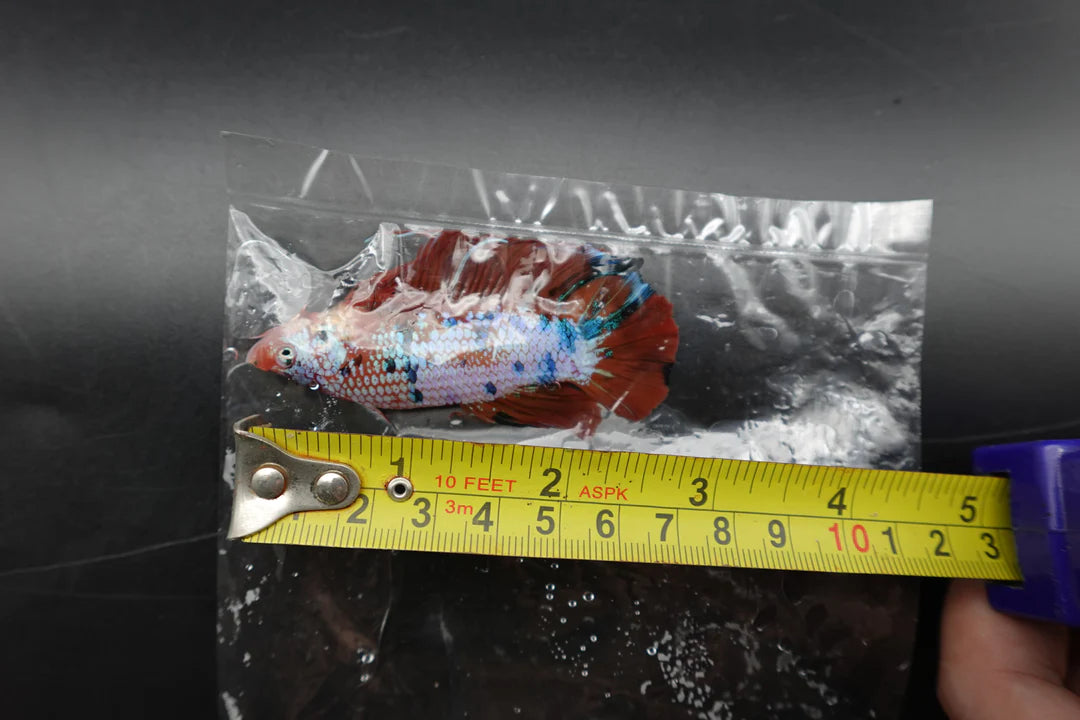 Rare Giant Multicolors Betta Fish (Male)