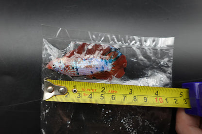 Rare Giant Multicolors Betta Fish (Male)