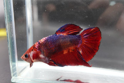 Rare Giant Multicolors Betta Fish (Male)