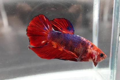 Rare Giant Multicolors Betta Fish (Male)