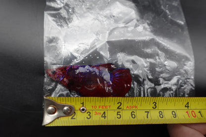 Rare Giant Multicolors Betta Fish (Male)