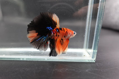 Rare Halfmoon Multicolors Betta Fish (Male)