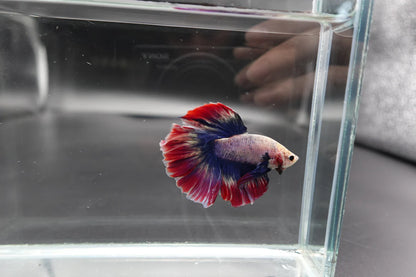 Rare Halfmoon Fancy Betta Fish (Male)
