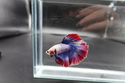 Rare Halfmoon Fancy Betta Fish (Male)