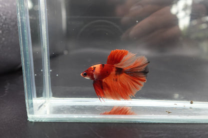 Rare Halfmoon Multicolors Betta Fish (Male)