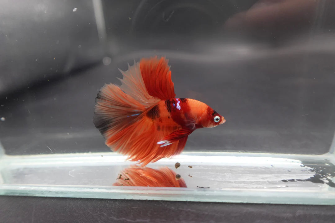 Rare Halfmoon Multicolors Betta Fish (Male)