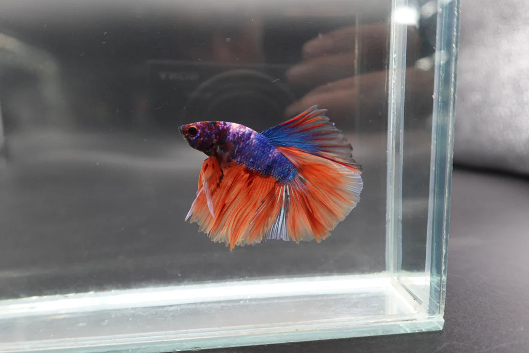 Rare Halfmoon Multicolors Betta Fish (Male)