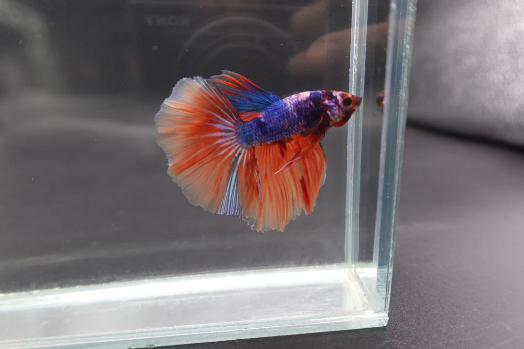 Rare Halfmoon Multicolors Betta Fish (Male)