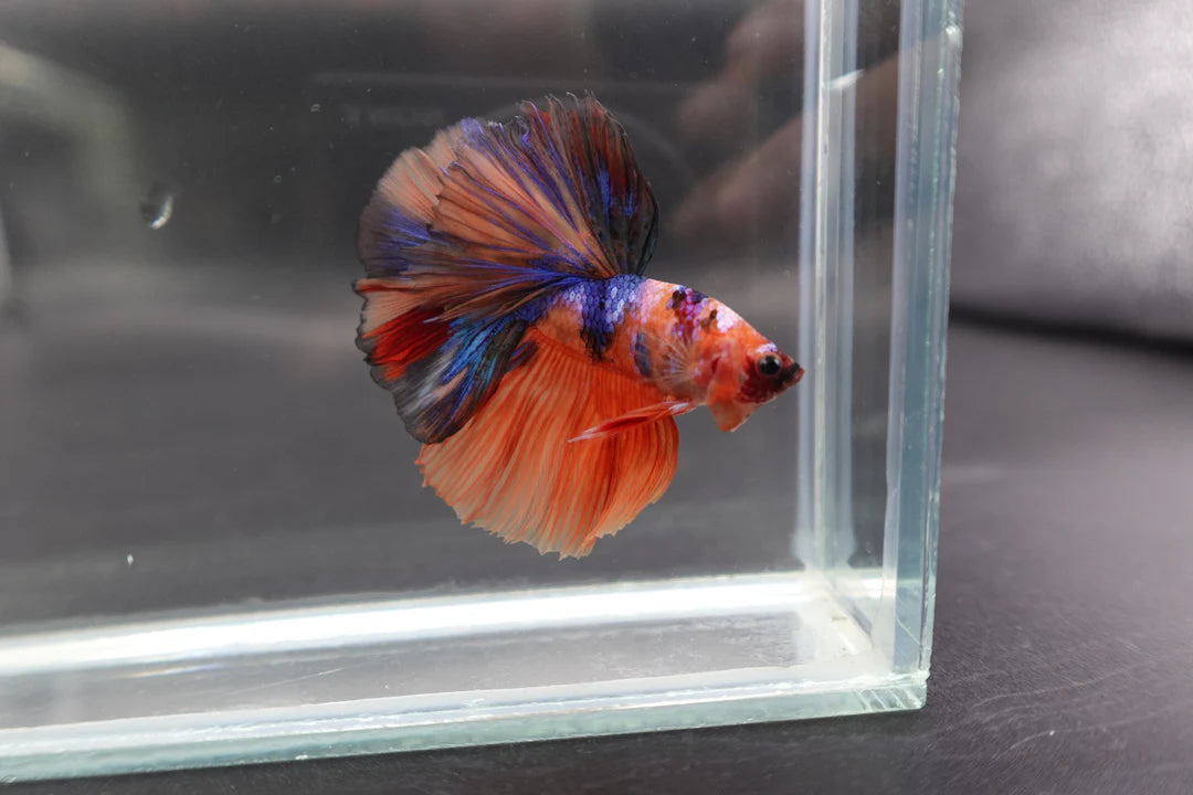 Rare Halfmoon Multicolors Betta Fish (Male)