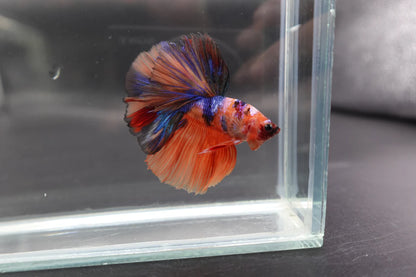 Rare Halfmoon Multicolors Betta Fish (Male)