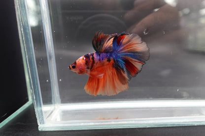 Rare Halfmoon Multicolors Betta Fish (Male)
