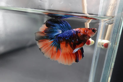 Rare Halfmoon Multicolors Betta Fish (Male)