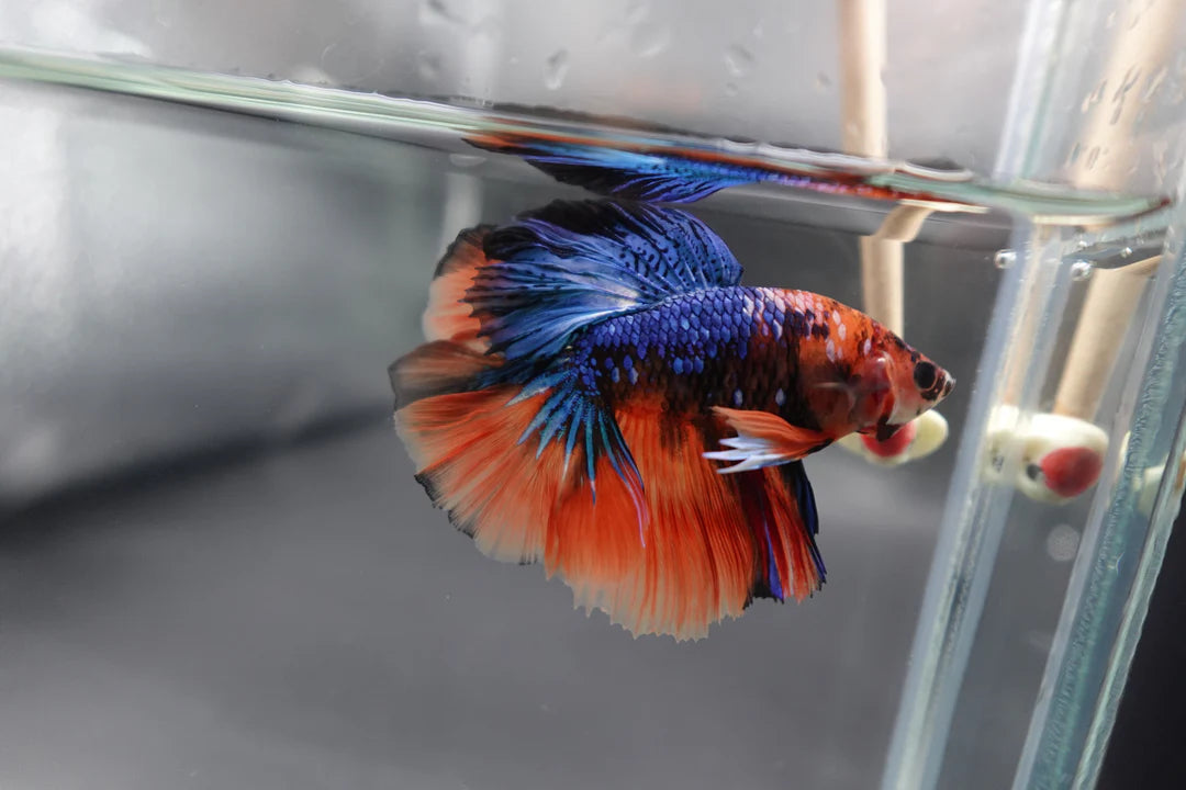 Rare Halfmoon Multicolors Betta Fish (Male)